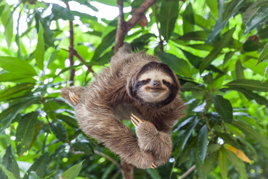 Is It Legal To Own A Pet Sloth In Texas? - Lorenz & Lorenz, L.L.P.