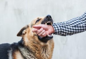 Experience Attorney for Dog Injury in texas area